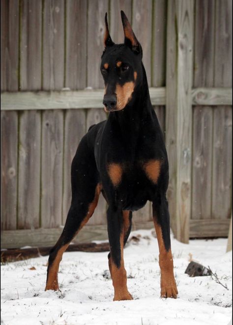 Perro Doberman Pinscher, Doberman Puppies, Doberman Love, Doberman Pinscher Dog, Doberman Puppy, Doberman Dogs, Guard Dogs, Doberman Pinscher, Robert Downey Jr