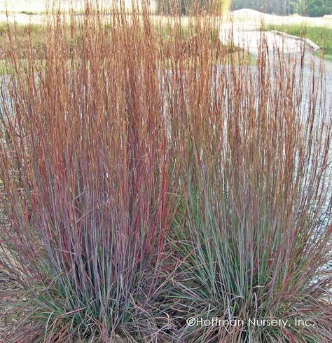 Thymus Pseudolanuginosus, Panicum Prairie Sky, Chasmanthium Latifolium, Schizachyrium Scoparium, Prairie Planting, Overwintering, Great Backgrounds, Cold Frame, Rain Garden