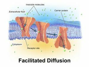 Facilitated Diffusion - Definition, Examples & Quiz | Biology Dictionary Facilitated Diffusion, Passive Transport, Molecular Mass, Cell Transport, Osmotic Pressure, The Poseidon Adventure, Eukaryotic Cell, Plasma Membrane, Cell Biology