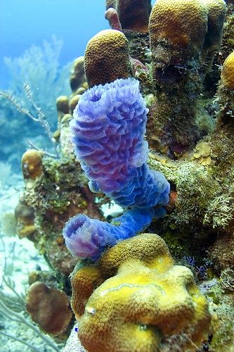 Creature Marine, Roatan Honduras, Life Under The Sea, Beneath The Sea, Under The Ocean, Image Nature, Ocean Floor, Water Animals, Underwater Creatures