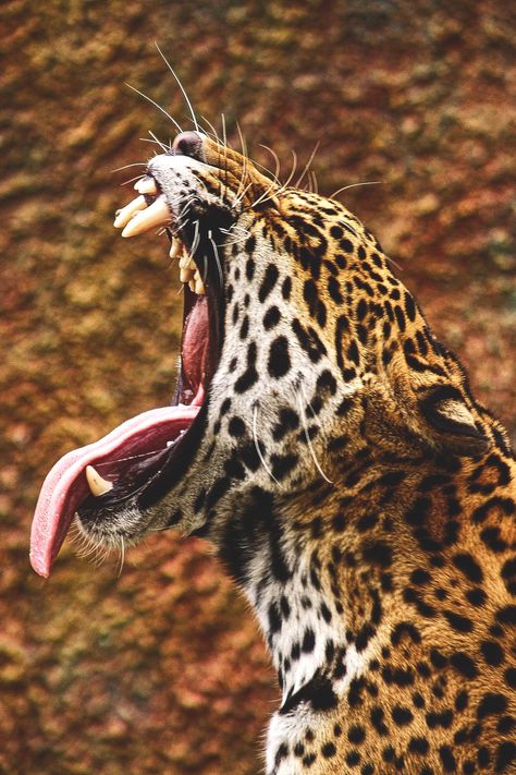 Jaguar Animal, Tattoo Nature, Animal Wallpaper, Nature Aesthetic, Wild Animals, Jaguar, Animals Wild, Animal Pictures, Animals