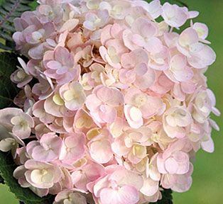 Hydrangea macrophylla 'Blushing Bride' - Sunnyside Gardens Blushing Bride Hydrangea, Bud Vases Arrangements, Navy Wedding Flowers, Wedding Flowers Hydrangea, Endless Summer Hydrangea, Blush Wedding Flowers, Beach Wedding Flowers, Hydrangea Macrophylla, Winter Wedding Flowers