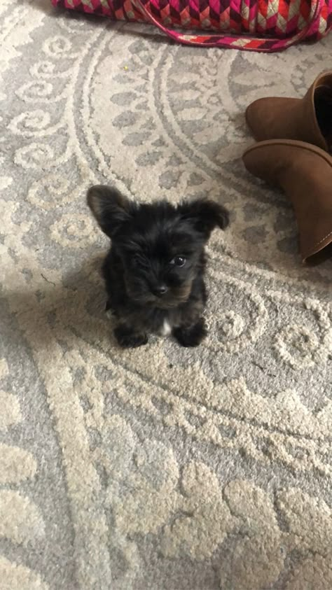 Black yorkie puppy, yorkipoo, morkie Black Yorkie Puppy, Black Yorkie, Morkie Puppy, Yorkie Puppy Aesthetic, Yorkiepoo Black, Black And White Yorkie, Black Fluffy Puppy, Black Yorkie Poo, Yorkie Poodle