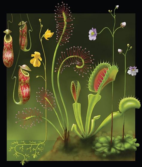 Carnivorous plants - from left to right: Nepenthes (Tropical pitcher plant), Utricularia (Bladderwort), Drosera (Sundew), Dionaea (Venus flytrap), Pinguicula (Butterwort). Carnivorous Plants Terrarium, Bog Garden, Venus Flytrap, Large Flower Pots, Pitcher Plant, Venus Fly Trap, Starting A Garden, Botanical Artwork, Unusual Plants