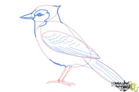 How To Draw A Blue Jay, Blue Jay Drawing, Blue Jay Drawing Easy, Blue Jay Tattoo, Blue Jay Art, Animal Line Drawings, Drawing Lessons For Kids, Bird Crafts, Big Bird