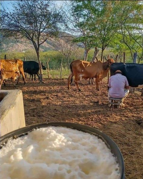 Emakhaya Aesthetic, Agriculture Pictures, Homemade Comfort Food, Africa Photography, Farm Plans, Future Farms, Farm Lifestyle, Cattle Farming, Luxury Lifestyle Dreams