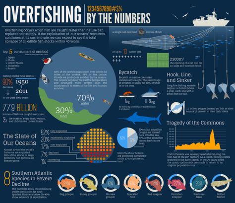 Fish Infographic, Info Poster, Sustainable Fishing, Research Poster, Save Our Oceans, Bigger Picture, Marine Conservation, Food Security, Ocean Conservation