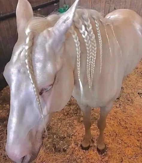 This horse Akhal Teke from Turkmenistan Teke tribe or Desert Horse is one of the oldest and most beautiful breeds .They have a reputation for speed and endurance, intelligence and a distinctive metallic shine. Looks like glass, pearl, silk, coming from a fairytale. From Amazing World, vF 7-25-22 Rare Horse Breeds, Horse Braiding, Akhal Teke Horses, Rare Horses, Golden Horse, Akhal Teke, Horse Aesthetic, Most Beautiful Horses, White Horses