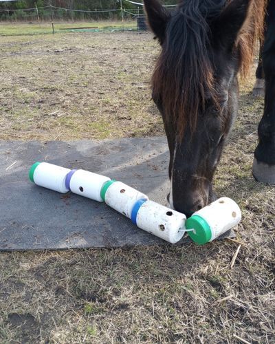 Horse Enrichment, Diy Horse Toys, Toys For Horses, Homemade Horse Treats, Horse Feeder, Horse Nutrition, Horse Training Exercises, Healthy Horses, Diy Water Bottle