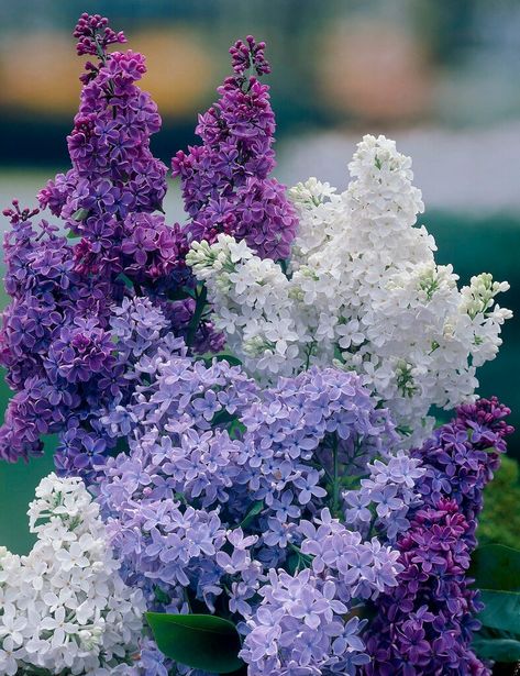 Syringa vulgaris | common lilac Shrubs/RHS Common Lilac, Summer Names, Hampton Court Palace Gardens, Syringa Vulgaris, Blue And Purple Flowers, Palace Garden, Hampton Court Palace, Oc Inspo, Garden Types