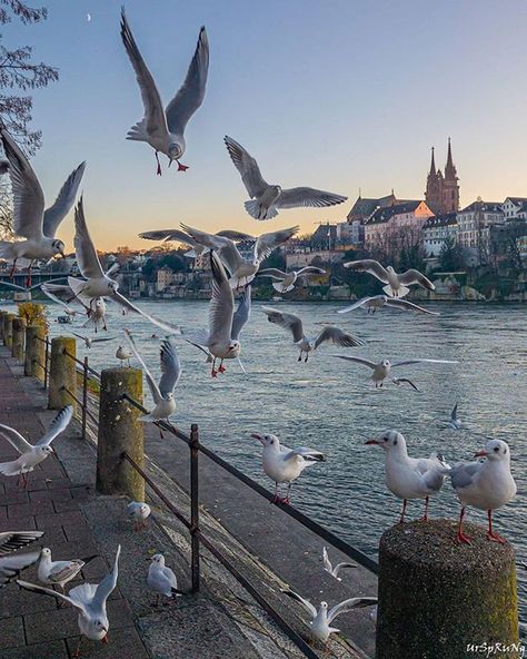 We hope you had a great day. All credits for this shot go to @ursprung. #lovebasel    #baselswitzerland #basel #inlovewithswitzerland #instatravel #travelgram #blickheimat #citybestpics #cbviews #theprettycities #guardiancities #exploreswitzerland #bestintravel #switzerlandwonderland #bestcitybreaks #cityphotography #cityscape #switzerlandpictures #topswitzerlandphoto #timeoutsociety #travelandlife #ourplanetdaily #lifeofadventure #travelphotos #europe_vacations #topeuropephotos #welltraveled Switzerland Aesthetic, Basel City, Switzerland Photography, Basel Switzerland, Europe Photos, City Photography, Basel, Best Vacations, Dream Destinations