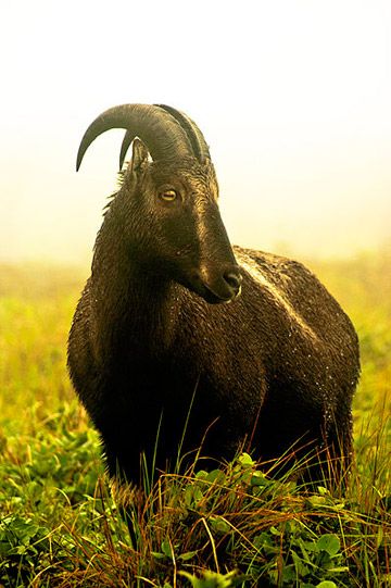 The Nilgiri tahr (Nilgiritragus hylocrius) is endemic to the region. This species is listed as Endangered by the IUCN Red List. (Sekar. S, 2013) Nilgiri Tahr, Animal Atlas, Indian Rhinoceros, Cloven Hooves, Wild Goat, Species Extinction, Things In Nature, Big Horn Sheep, Sloth Bear