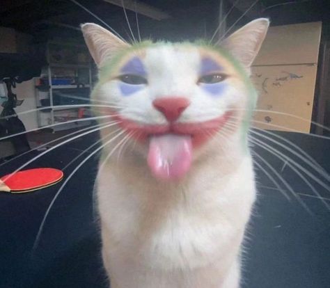 #joker #cat #real #repost Serious Cat, Names Girl, Kitten Photos, Kitty Images, Silly Cats Pictures, Adorable Kitten, Kitten Pictures, Cat Icon, Silly Dogs