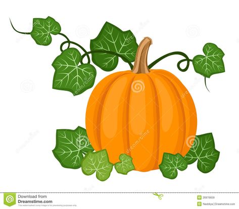 Vector Illustration Of Orange Pumpkin With Leaves Isolated On A White Pumpkin With Leaves, Pumpkin Plant, Vine Drawing, Pumpkin Vegetable, Pumpkin Vine, Planting Pumpkins, Easy Pumpkin Carving, Pumpkin Images, Pumpkin Illustration