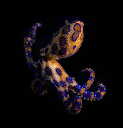 Octopus Background, Types Of Octopus, Common Octopus, Mimic Octopus, Blue Ringed Octopus, Octopus Wallpaper, Coconut Octopus, Octopus Species, Ringed Octopus