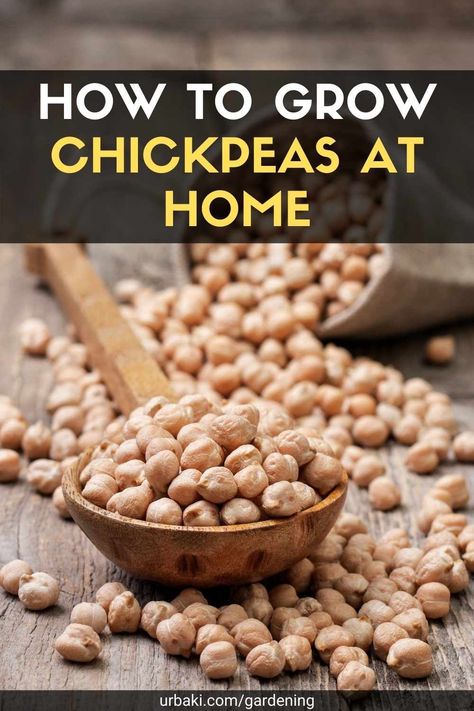 Tired of growing the usual legumes? Try growing chickpeas. You've seen them on the salad bar and eaten them in hummus form, but can you grow chickpeas in the garden? The following information about chickpeas will help you get started growing your own chickpeas and learn how to care for them. Can you grow chickpeas? Also known as chickpeas, chickpea (Cicer arietinum) is an ancient crop that has been cultivated in India, the Middle East, and parts of Africa for hundreds of years. Chickpeas need... How To Grow Chickpeas, Growing Chickpeas, Are Chickpeas Good For You, Dry Chickpeas How To Cook, Grow Chickpeas, Cooking Chickpeas From Dry, Chickpea Plant, Food Forest Garden, Garden Veggies