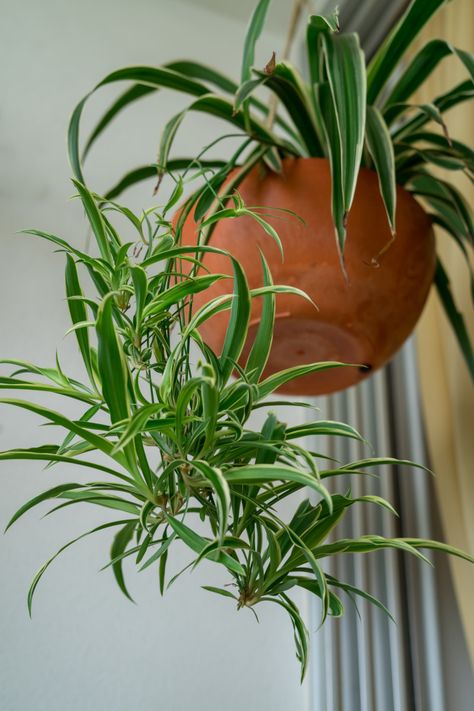 How To Propagate Spider Plants – With and Without Spiderettes Spider Plant Care, Spider Plant Babies, Seed Starting Mix, Plant Home, Plant Care Houseplant, Spider Plant, Inside Plants, Jade Plants, Home Indoor