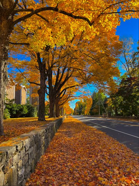 Connecticut Autumn, Connecticut Fall, Leaves On The Ground, Leaves Changing Color, Fall Mood Board, Autumn Scenes, Autumn Scenery, Autumn Beauty, Autumn Vibes