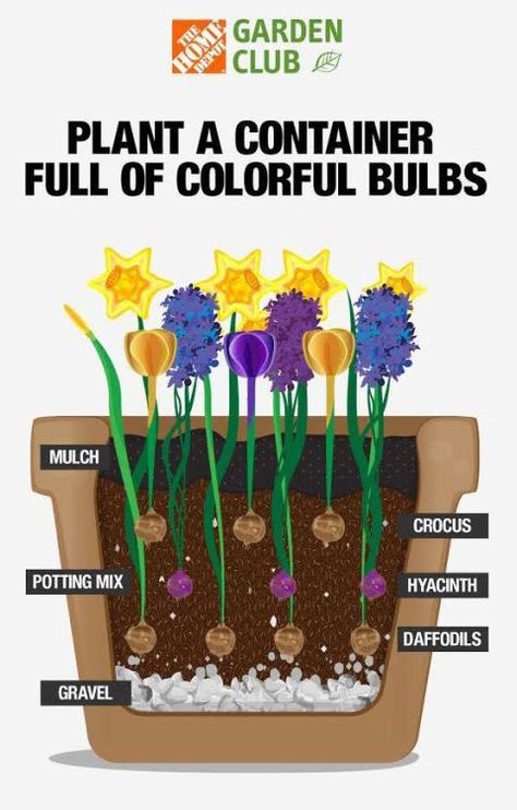 Container Gardening Flowers, Flower Pots Outdoor, Garden Bulbs, Garden Containers, Spring Bulbs, Container Flowers, Bulb Flowers, Planting Bulbs, Spring Blooms