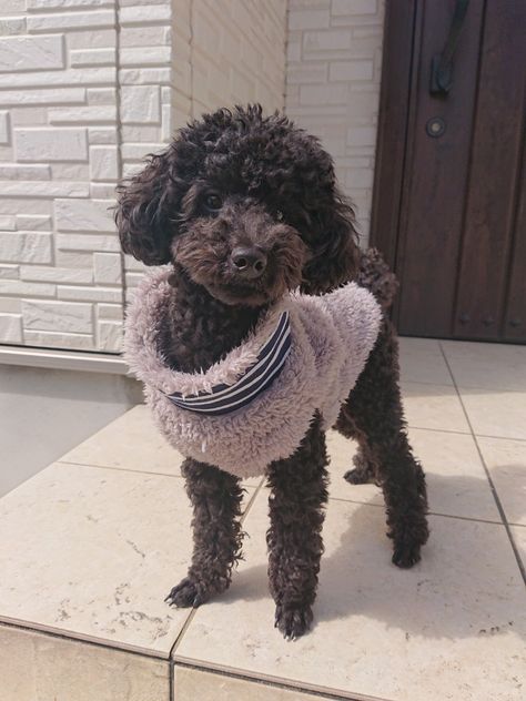 Chocolate Poodle, Poodle Miniature, Mini Poodle, Poodle Mom, Puppy Cut, Dog Mommy, Toy Poodles, Toy Poodle Puppies, Poodle Love