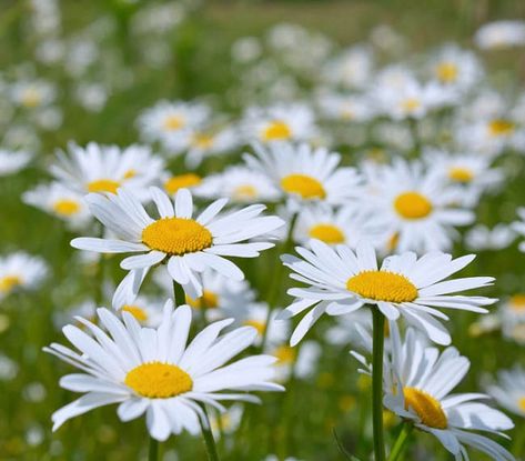 Leucanthemum vulgare 'Filigran' (Ox-Eye Daisy) Ox Eye Daisy, Perennial Border, Coastal Gardens, Traditional Garden, Attract Butterflies, Herbaceous Perennials, Buy Plants, Plant Combinations, Fresh Cut Flowers