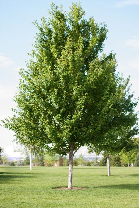 What we love about the Redpointe® Maple | Garden Gate Nursery Redpointe Maple Tree, Columnar Maple Tree, Spruce Landscaping, Green Maple Tree, Maple Tree Garden, Maple Tree Landscape, Michigan Garden, Acer Rubrum, Red Maple Tree