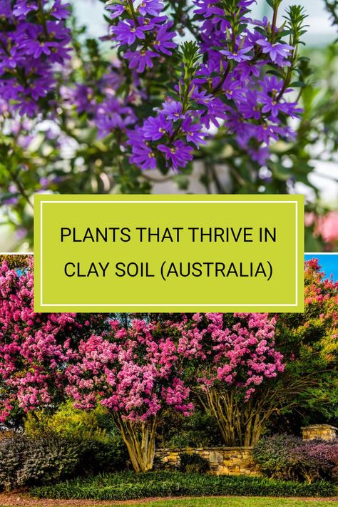 If you have clay soil in your garden, don’t fret. There are some plants that actually prefer it! Keep in mind that heavy clay soils can tightly bind certain nutrients, which may affect plant growth. Discover a variety of stunning plants like the Fan Flower and Crepe Myrtle that can thrive in such conditions. Ready to choose the best options for your back yard? Read the full article for insider tips on Australian native plants suited for clay soils. Australian Native Garden Planting Plan, Clay Soil Gardening, Australian Ground Cover Plants, Australian Native Ground Cover Plants, Western Australian Native Plants, Plants For Clay Soil, Planting In Clay, Crepe Myrtle Trees, Fan Flower