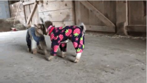 Hehe! | Stop Everything You're Doing And Look At These Baby Goats In Pajamas Baby Goats In Pajamas, Goats In Pajamas, Baby Goats Pygmy, Tiny Goat, Pygmy Goat, Dog Insurance, Cute Goats, Baby Goats, Dog Training Collar