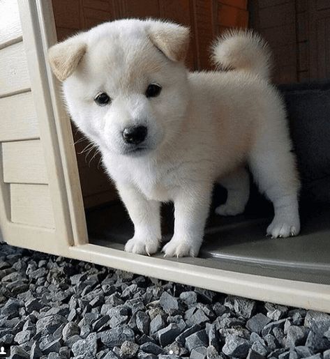 Shiba Inu Blanc Japanese Dog Breeds, Shiba Puppy, Japanese Dogs, Akita Inu, Shiba Inu Puppy, Shiba Inu Dog, Puppies And Kitties, Really Cute Dogs, Mini Dogs