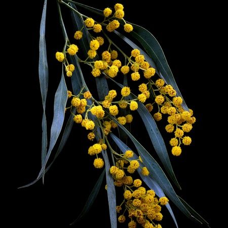 Golden Wattle Ed. 2 of 50 Yellow Wattle Tattoo, Golden Wattle Tree, Cockatoo Tattoo, Yellow Australian Native Flowers, Wattle Tree, Wattle Flower, Golden Wattle Flower, Bespoke Decor, Palm Cockatoo