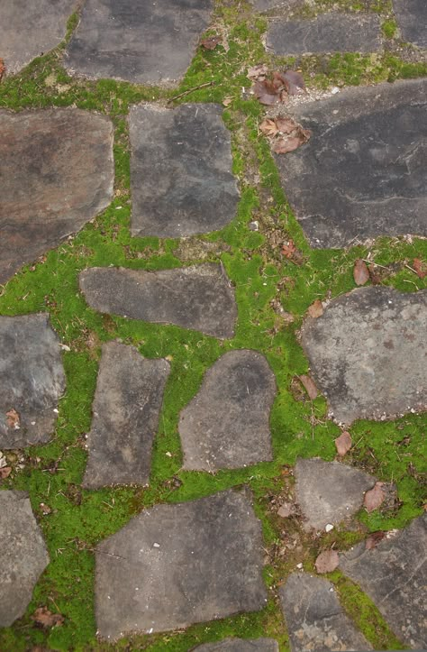 stone path pavers and moss background texture photo Stone Pavement Texture, Pavement Texture, Moss Background, Garden Texture, Landscape Texture, Path Background, Grass Pavers, Paving Texture, Moss Grass