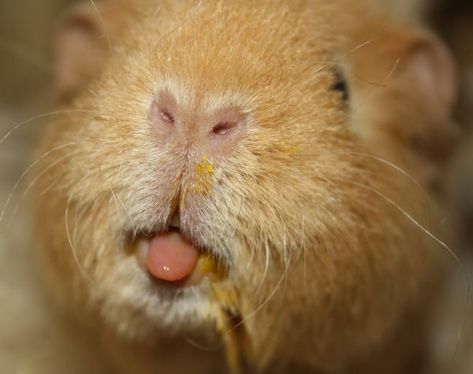 Cute piggy tongue Geunia Pigs, Peruvian Guinea Pig, Guinea Pig Breeding, Pet Rabbit Care, Pet Rabbits, Pig Breeds, Animal Noses, Baby Guinea Pigs, Guinea Pig Bedding