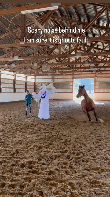 Lyndsi Hardin Pratt on Instagram: "Lessons in scary things with @wildheartsequestrian Exposing the horses to scary, unexpected objects at home helps prepare them to better handle new environments when we travel. As a reactive horse, Marengo needs a lot more of this! #equestrianperformer #libertyhorsemanship #hispanoarabe #andalusianhorse #horsetricktraining #horsetricks #libertyhorsetraining #libertytraining #libertyhorses #libertyhorse #horsetraining #spookyhorses #girlsandhorses" Horse Desensitizing Ideas, Horse Desensitizing, Ranch Horse, Scary Things, Andalusian Horse, Horse Tips, New Environment, Horse Training, Us Travel