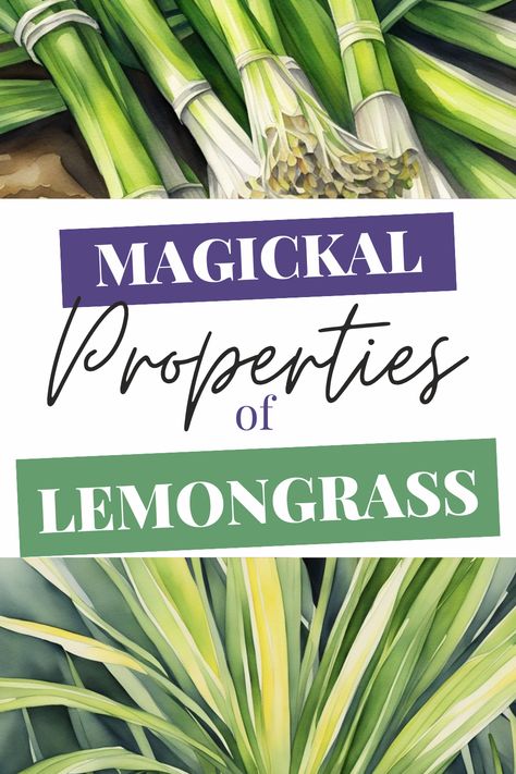 Unveil the magical properties of lemongrass! Known for its vibrant energy, lemongrass is perfect for clearing negativity, enhancing focus, and protecting your spiritual journey. Whether used in teas, spells, or as a charm, this herb adds a powerful boost to your witchcraft practices. Explore how to integrate lemongrass into your rituals for a more potent magical experience. #Lemongrass #Witchcraft #HerbalMagic #Spellcraft #SpiritualProtection Lemon Grass Uses Witchcraft, Lemon Grass Smudge Stick, Lemongrass Meaning Witchcraft, Lemon Grass Benefits Health, Lemongrass Witchcraft, Lemongrass Uses, Attracting Positive Energy, Lemongrass Tea, Lemon Leaves