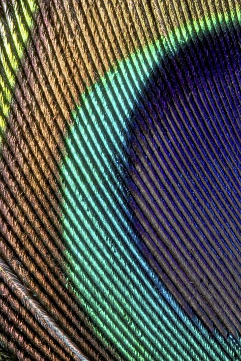 Peacock feather pattern, close up animal texture background | free image by rawpixel.com / Teddy Peacock Feather Background, Animal Texture, Peacock Feather Pattern, Feather Background, Feather Texture, Texture Images, Awesome Designs, Feather Pattern, Background Texture