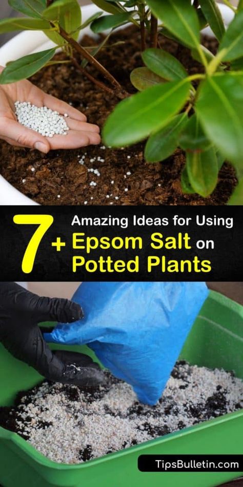 Epsom Salt Fertilizer, Epsom Salt For Roses, Epsom Salt For Plants, Epsom Salt Garden, Rose Fertilizer, Indoor Vegetables, Epson Salt, Plant Pests, Plant Hacks