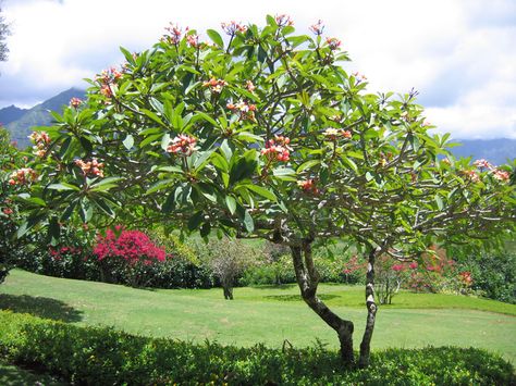 I hope my Plumeria gets to be a tree someday :D Plumeria Tree, Plumeria Flowers, Garden Fence, Cant Wait, Fence, Hawaii, Favorite Places, Home And Garden, Google Search