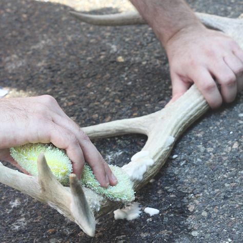 How to Clean and Display Antler Sheds || Jade and Fern Antler Projects, Deer Antler Crafts, Clean Hacks, Antler Ideas, Deer Antler Decor, Homemade Toilet Cleaner, Antlers Decor, Antler Crafts, Clean Jewelry