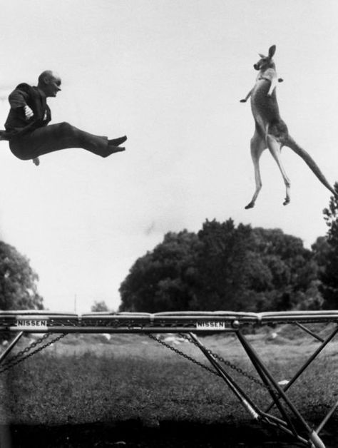 A kangaroo’s dream come true!!!  In the 1950s, Mr. George Nissen, inventor of the trampoline, jumped on a trampoline with a kangaroo in Central Park, New York.   As a publicity stunt to introduce the trampoline, Nissen hired a kangaroo for a photoshoot in Central Park, New York. The stunt was a success. He started bouncing at one end of the trampoline to get the kangaroo bouncing at the other. Then Nissen timed his jumps so he and the kangaroo would be in mid-air together for the photos. Olympic Trampoline, Trampoline Jumping, Andreas Gursky, Trampolines, Ringo Starr, Black White Photos, Weird And Wonderful, Dolly Parton, Tom Cruise