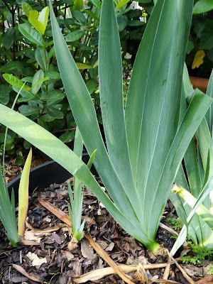 Botany Professor: The folded leaves of Iris Botanical Inspiration, Slipper Orchid, Travellers Palm, Lady Slipper Orchid, Lady Slipper, Cover Up Tattoo, Bearded Iris, Iris Flowers, New Leaf