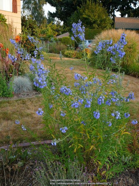 Entire plant photo of Blue Sage (Salvia azurea) uploaded to Garden.org by duane456 Salvia Azurea, Blue Salvia, Garden Perennials, Front Yard Plants, Sage Plant, Plant Wishlist, Retirement House, Full Sun Perennials, Perennial Flowers