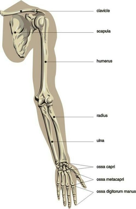 Human Body Bones, Arm Anatomy, Arm Bones, Body Bones, Anatomy Bones, Skeleton Anatomy, Basic Anatomy And Physiology, Human Body Anatomy, Human Bones