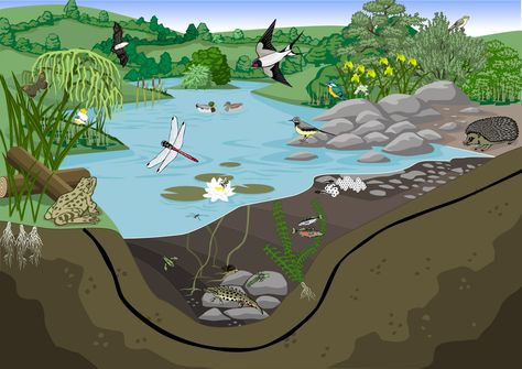 Digging A Pond, Build A Pond, Pond Habitat, Peat Soil, Wildlife Pond, Farm Pond, Pond Cleaning, Building A Pond, Water Pond