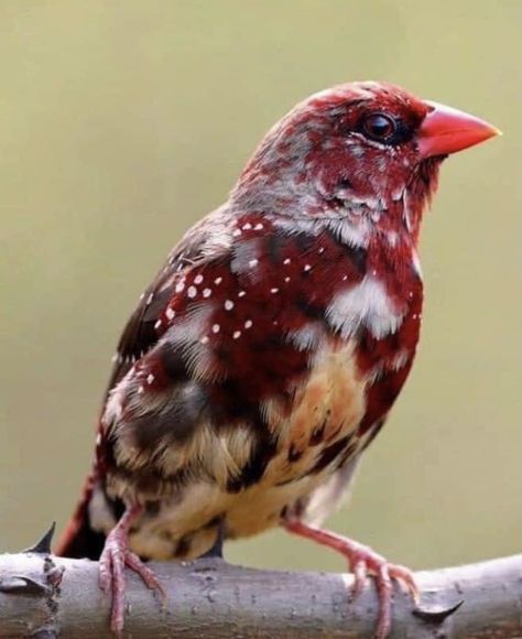 Strawberry Finch, Pretty Birds, Bird Feathers, Birdy, Beautiful Birds, Animals Beautiful, Pet Birds, Feathers, Cute Animals