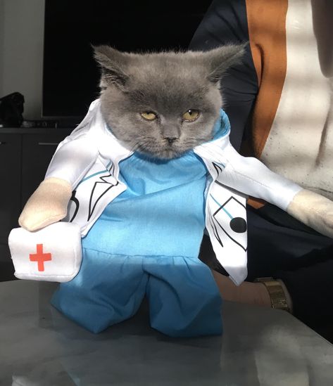 Doctor Cat, Cat Dressed Up, Pig Art, Dr House, Anime Toys, Funny Cat Pictures, Cats Cute, About Cats, Cute Kittens