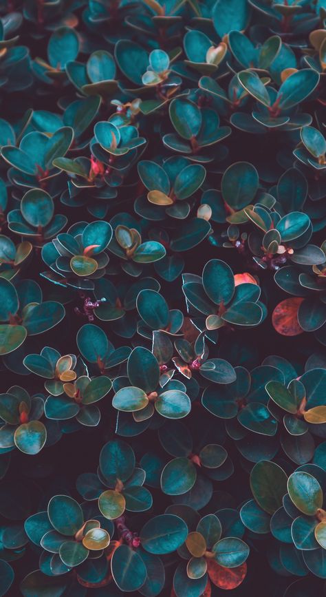 Wallpaper Pastel, Trendy Flowers, Color Textures, Green Plants, Nature Wallpaper, Flower Wallpaper, Flowers Photography, Phone Wallpapers, Beautiful Nature