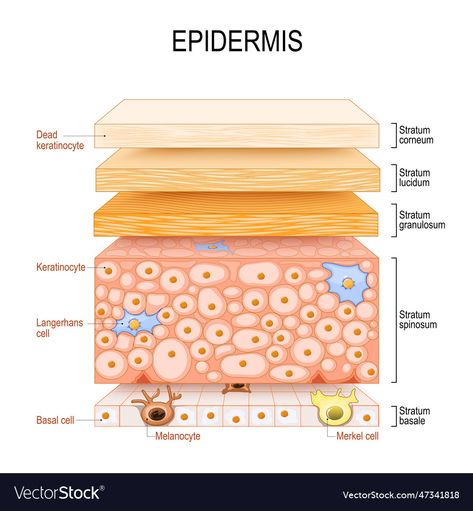 Epidermis Layers, Skin Diagram, Skin Anatomy, Layers Of The Epidermis, Diagram Design, Cross Section, Doctor Medical, A Cross, The Skin