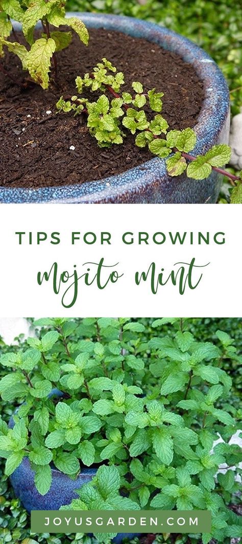 My favorite herb is actually a toss-up between mint, basil, and thyme but mint is the one I use almost every day. I love lemon in my water and when I throw in a few leaves of mint, then all’s well in my world. I love Mojito Mint and was so happy when I found it at the Tucson Farmers Market. Here’s how to grow mojito mint. #mint #mintplant #mojitomint #plant #planting #plantingtips #gardening #gardeningtips #garden #gardener #beginnergardener #beginnergardening #howtogarden Lemon Mint Plant, Mint Container Garden, Basil Mint Recipes, Mojito Mint Plant Uses, Mint Plant Care, Garden Habitat, Homestead Gardening, Mint Garden, Herbal Health