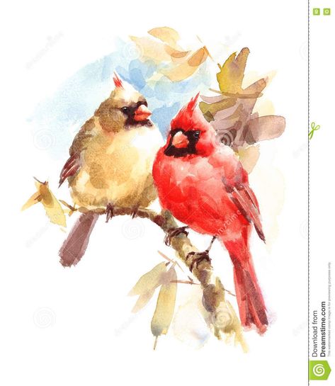 Female Cardinals, Bird Sketches, Cardinal Birds Art, Cardinal Couple, Cardinal Watercolor, Bird Reference, Cardinal Painting, Female Cardinal, Bird Watercolor Paintings