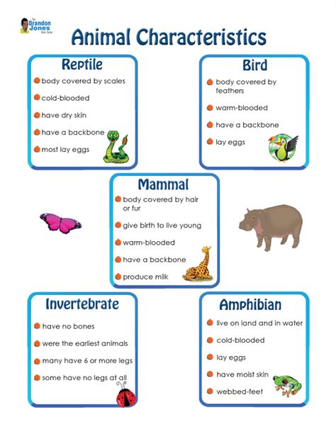 Animal Characteristics, Vertebrates And Invertebrates, Science Anchor Charts, Animal Lessons, Animal Classification, Science Writing, 5th Grade Science, Animal Science, Kindergarten Science